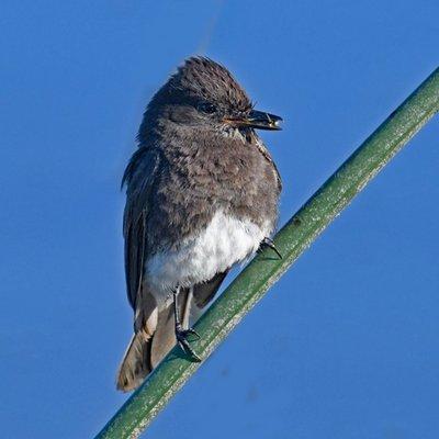 Black Phoebe is quite