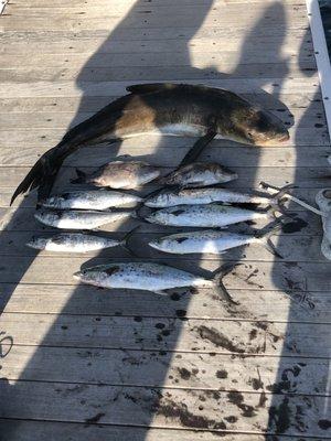 Just a few of the fish we caught! Cobia, Spanish Mackerel, Grunt