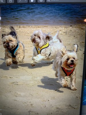 Beach day for Paws4aminute gang