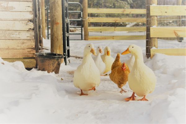 Our pasture-raised ducks love to muck around outside in the snow as much as they do in puddles after a rain.