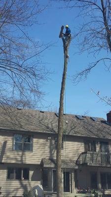 Ash Tree Removal in Appleton, WI .