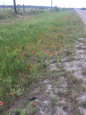 Wild flowers from the road side on highway 377.  Row of Indian Blanket flowers.