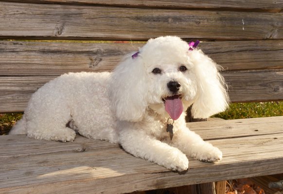 Petra, animal-assisted therapy dog.