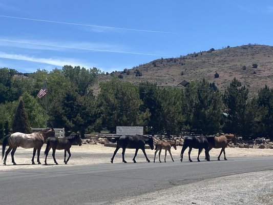 Reno Tahoe Equestrian Centre