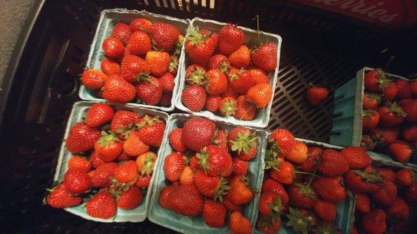 Fresh picked berries