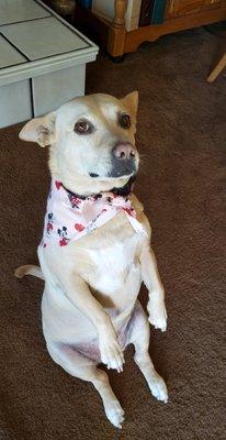 Picked up Honey from the groomer and she looked great with her cute Valentine's Day bandana