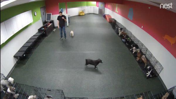 Worker counting how many dogs to let out BEFORE rescuing the white dog with its head out of the kennel.