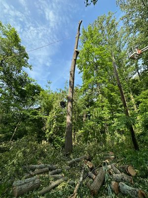 Tree removal near power line and cable for internet.