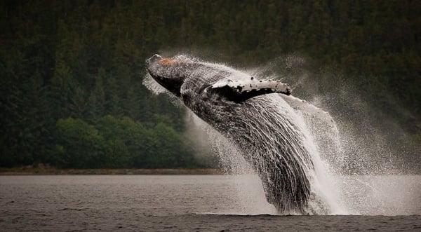 Breaching Humpback Whale while on tour.