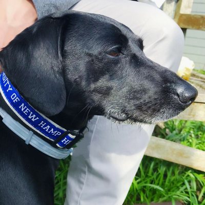 Our UNH Dog Collar comes in various sizes to fit most furry friends!