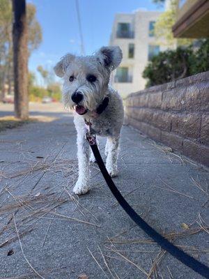 Private dog walk in Mar Vista