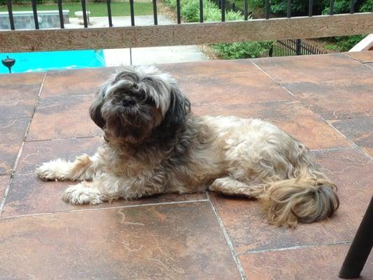 Rachael soaking in the sun when her pet sitter comes to care for her.