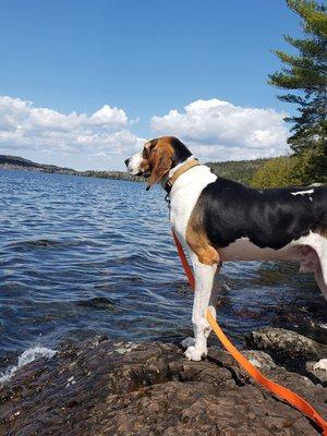 Leroy enjoying the lake