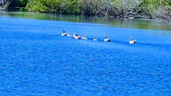 Geese family enjoying a swim around the pond.