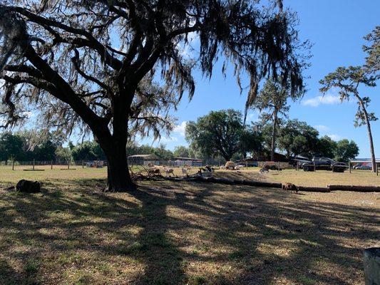 Goats waiting for us