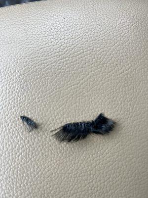 Individual Eyelashes