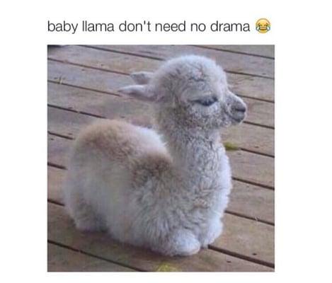 Lama