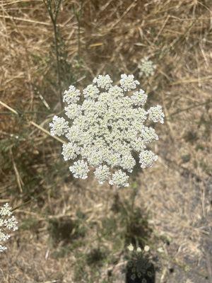 Baby breath