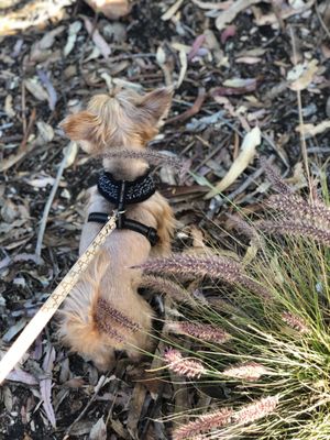 Dog with short hair