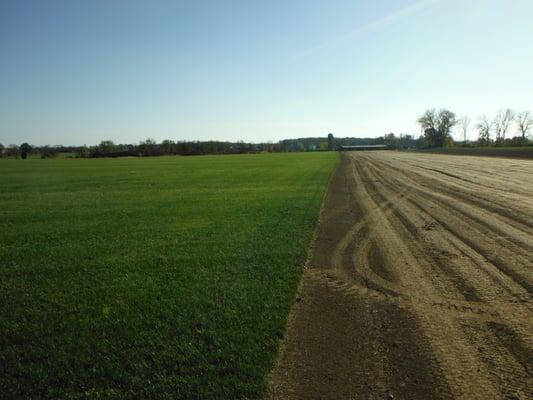 Our beautiful dark green Black Beauty Fescue sod