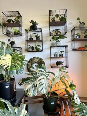 Rooting For You - Indoor Plants 2380 N. Buffalo Dr. #115