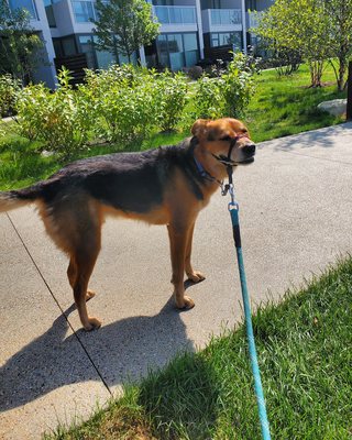 Blue walking through the park!