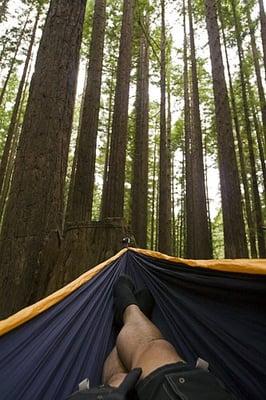 Hammocking among the redwoods