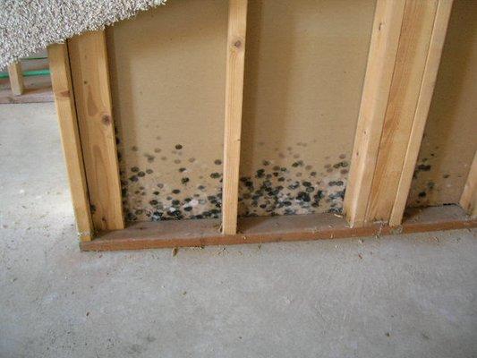 mold restoration