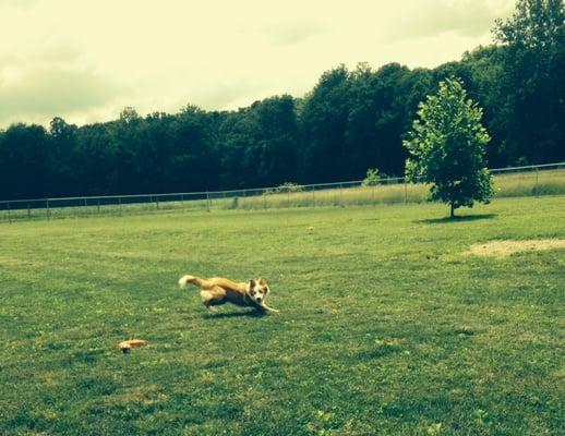 Pictures Jill took of our dog, Leo, playing at Bed Bath & Biscuits