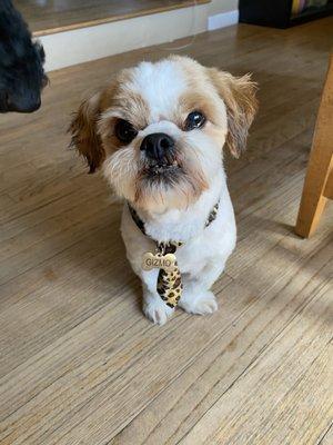 Happy boy with his handsome cut!