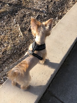 Dog with short hair