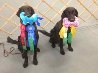 Sonic and Little with their prizes, February 2013 @ Toledo Kennel Club rally trial.