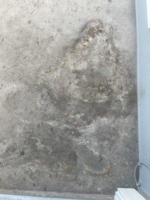 Mold on the patio