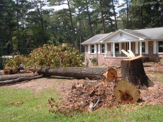 Get rid of that unwanted or damaged tree, let in some sun, protect your house, make some changes!