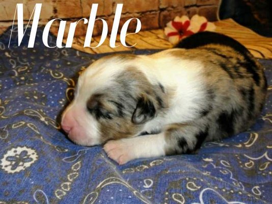 Rocky Mountain Mini Aussies - Blue Merle male