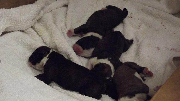 Five females and one Male Bulldogs were born Via C-section on 2/26 at Freeburg Animal Hospital