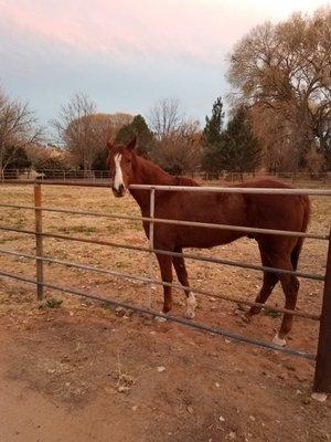 Our horse prior to going to  Naswa