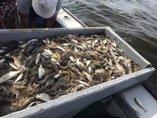 Fun fun fun!! The value of the Wild and freshly caught shrimps and crabs we got were well above what we paid for this shrimping trip.