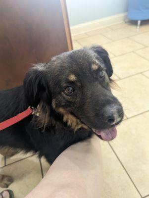 My sweet pooch waiting to see Dr. Taffy!