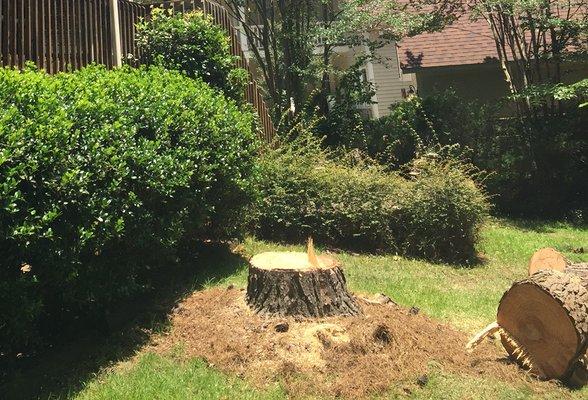 Stump Removal - Columbia SC