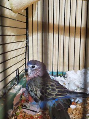 Blue Lava, Australian Bourke Parakeet (18 yo)