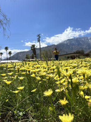 Across the street there's wildflowers