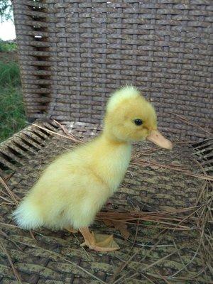 Healthy ducklings and chicks sold twice a year