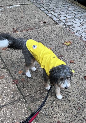 Coco learned so Much during our time together during the Train and Walk Program!