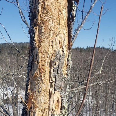 Emerald Ash Borer (EAB) larva galleries.