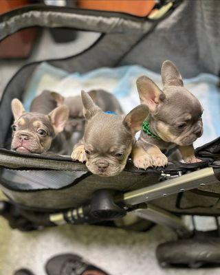 Beautiful frenchie puppies available 2 males and 2 females