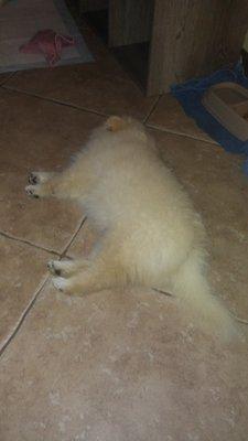 9 week old Pomeranian needs nails and hair done.