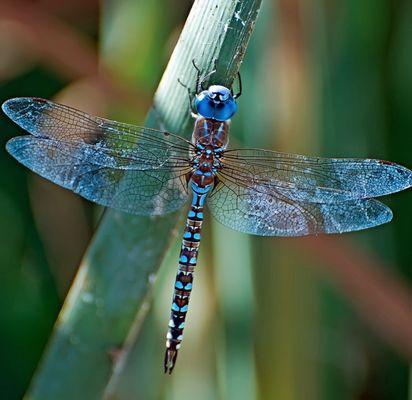 Dragonfly Massage