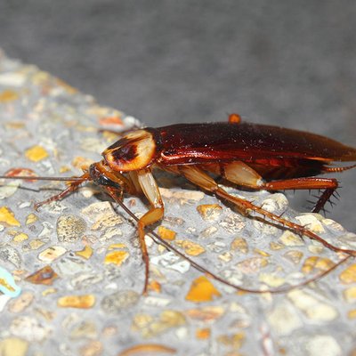 Cockroach