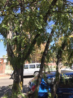 Honey Locust tree